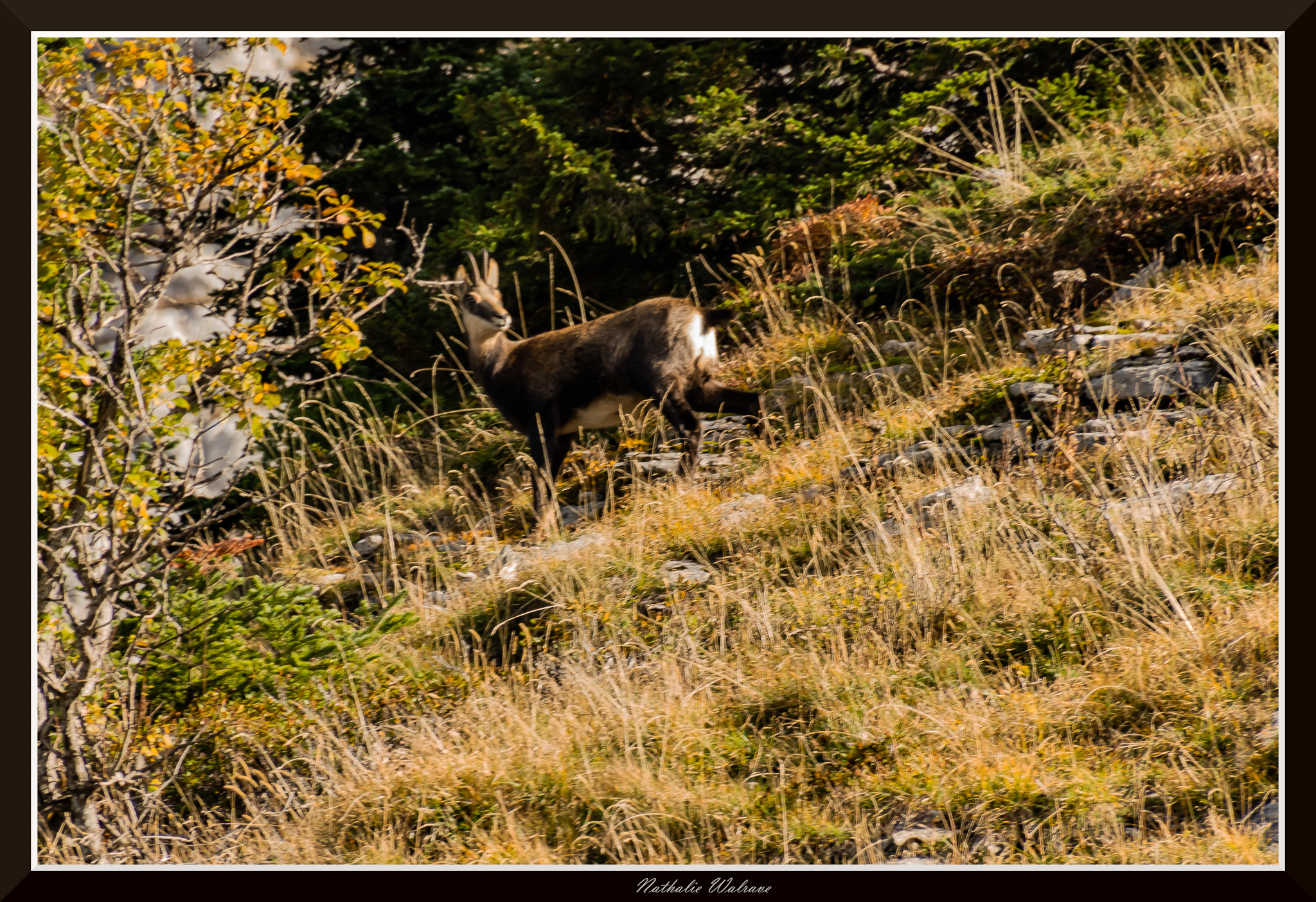 chamois en automne